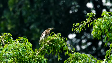 Chinesische-Reiher-Vogel