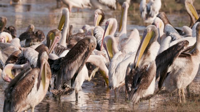 Close-up-view-of-a-large-squadron-of-pelicans-preening-on-the-bank-of-a-river-in-the-Okavango-Delta,-Botswana
