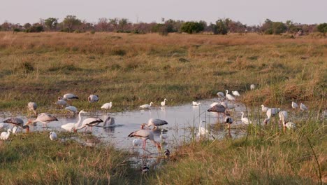 A-group-of-Little-egrit,-sacred-ibis,-Yellowbilled-stork,African-spoonbill-feeding-on-a-rivers-edge-in-the-Okavango-Delta,-Botswana