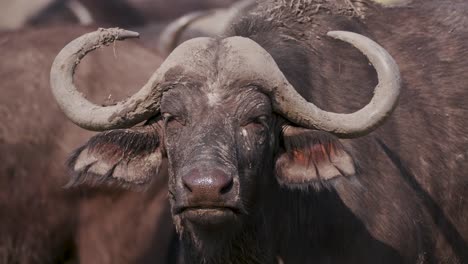 Close-up-of-a-Cape-buffalo-chewing-the-cud