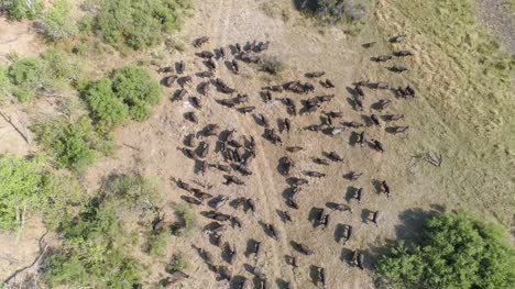 Hacia-abajo-alta-vista-aérea-de-una-gran-manada-de-búfalos-del-cabo-en-el-Delta-del-Okavango,-Botswana