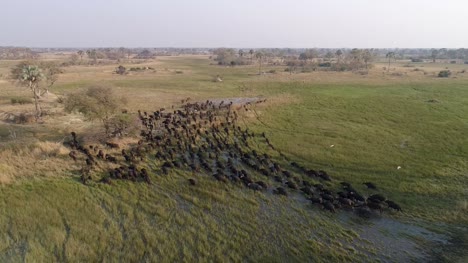 Aerial-view-of-a-large-herd-of-Cape-buffalo-walking-away-from-camera-through-marshy-wetland-in-the-Okavango-Delta,-Botswana