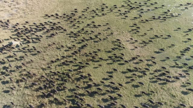 High-aerial-view-of-a-large-herd-of-Cape-buffalo-running-across-the-Okavango-Delta,-Botswana