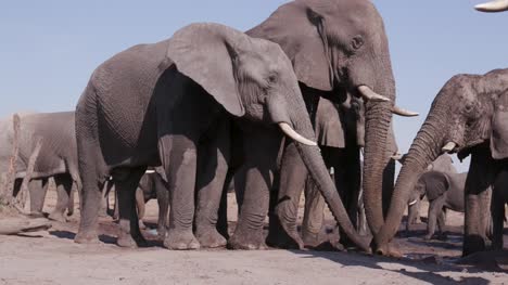 Primer-plano-de-un-pequeño-grupo-de-elefantes-bebiendo-en-una-charca,-Botswana