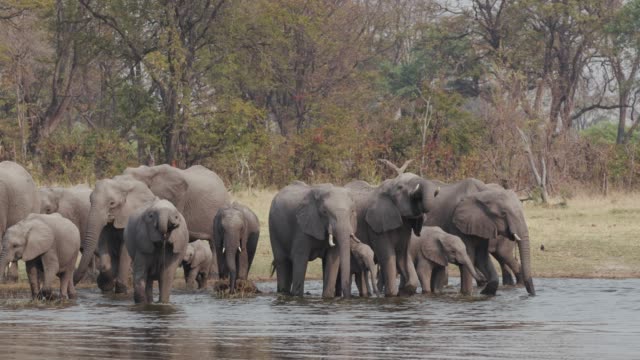 Breeding-herd-of-elephants-with-young-calfs-drinking-at-a-river-in-the-Okavango-Delta,-Botswana