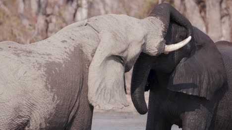 Nahaufnahme-von-zwei-Elefanten-spielen-in-einem-Fluss-in-das-Okavango-Delta,-Botswana