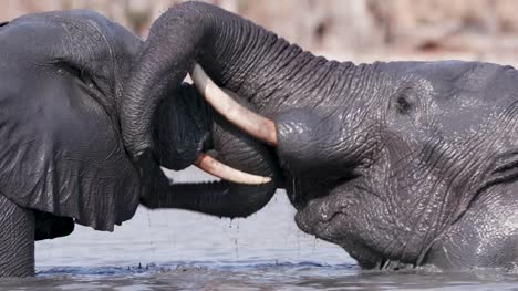 Two-young-bull-elephants-play-fighting-in-a-waterhole,-Okavango-Delta,-Botswana