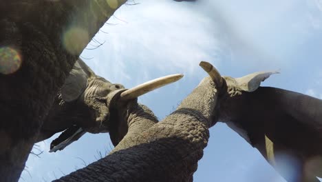 Spectacular-footage-of-elephants-drinking-water-directly-above-the-camera,-Okavango-Delta,-Botswana