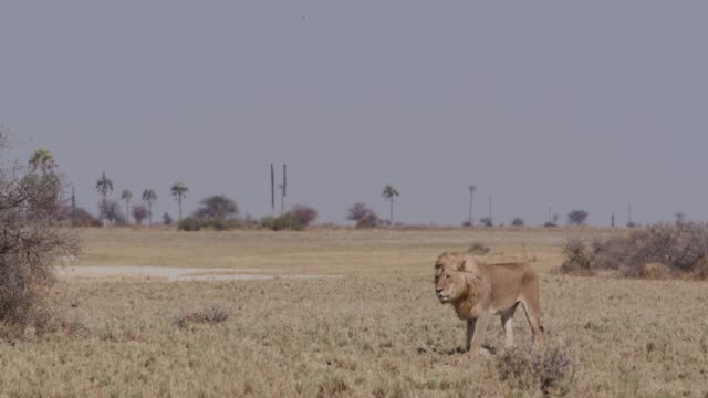 León-macho-caminando-por-las-praderas,-Botswana
