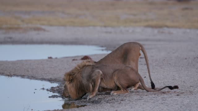 Three-male-lions-drinking-at-a-waterhole,-Botswana
