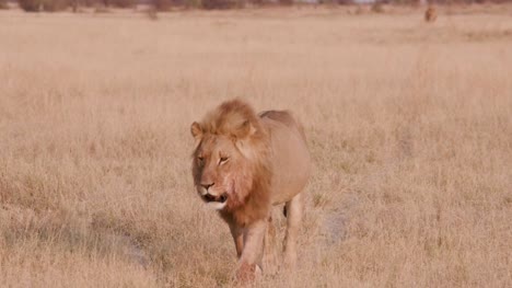 Prächtigen-männlichen-Löwen-zu-Fuß-durch-die-afrikanische-Steppe-in-Richtung-Kamera,-Botswana