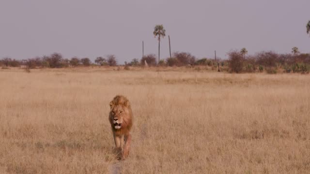 Magnificient-male-lion-walking-through-African-grasslands-towards-camera,Botswana