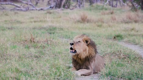 Männlicher-Löwe-liegend-und-brüllend,-Botswana