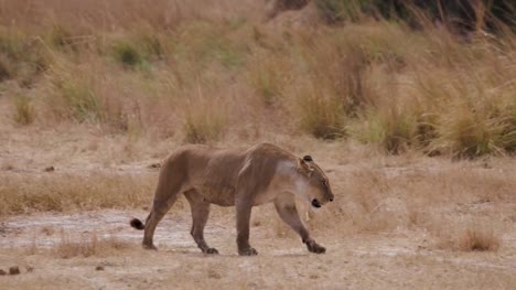 Lioness-walking-through-grasslands,-Botswana