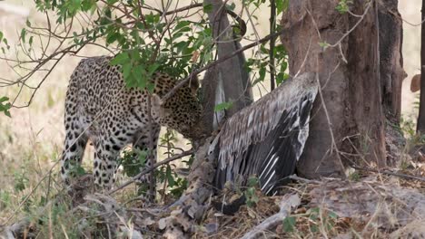 Leopard-with-pelican-kill-in-thick-bush,-Botswana