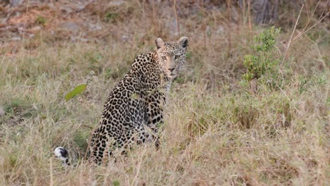 Un-leopardo-femenino-sentado-en-la-hierba-y-mirando-a-su-alrededor,-Botswana