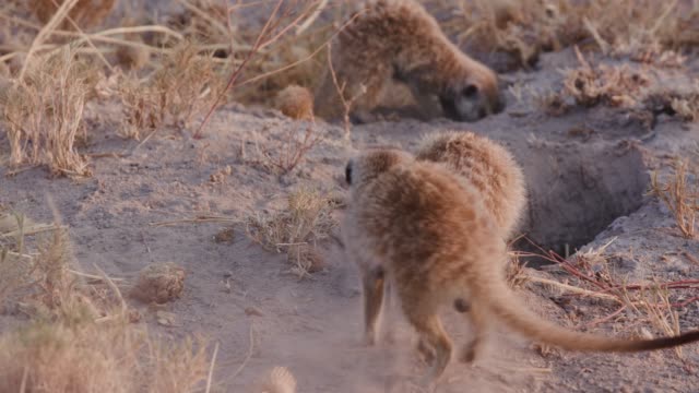 Five-meerkats-clearing-entrance-to-burrow,-Botswana