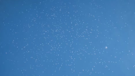 Schwarm-von-Mücken-in-der-Mongolei-fliegen-am-blauen-Himmelshintergrund