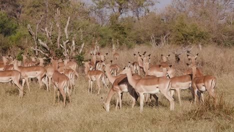 Herde-von-Impalas-in-den-afrikanischen-Busch-stehen-und-schaut-sich-um,-Botswana