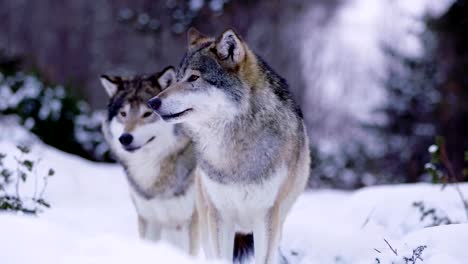 Retrato-de-hermosa-Lobo-Alfa-curiosamente-mirando-a-su-alrededor