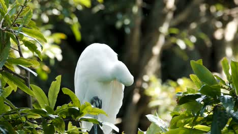 Weißer-Reiher-Vogel