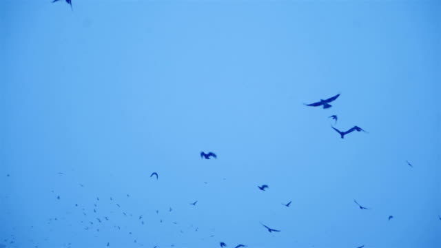 Vogelschwarm-in-den-düsteren-Himmel-schwarz.