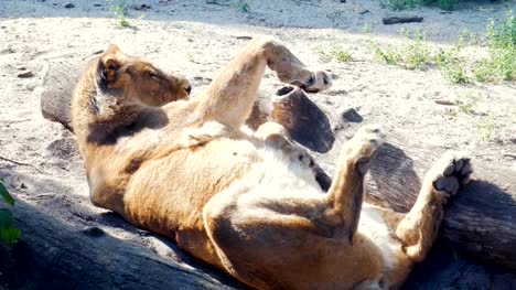 Lioness-sleeping-on-ground