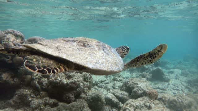 Sea-Turtle-Swimming-Near-Coral-Reefs-In-Shallow-Sea-Water