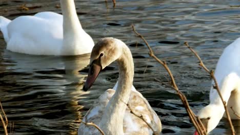 Swan-swiming-on-river-4k