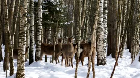 A-herd-of-Sika-deer-in-the-forest