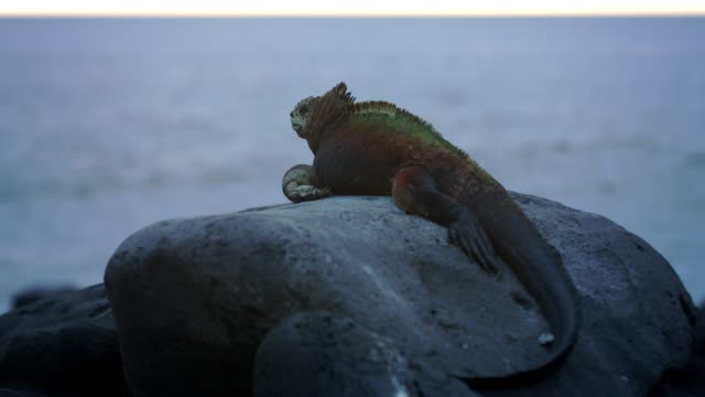 Galapagos-iguana