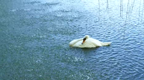 White-swan-swimming-on-a-lake-under-falling-water-drops.
