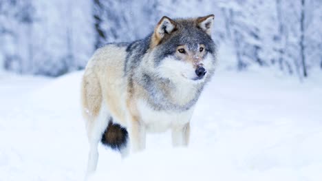 Retrato-de-hermosa-lobo-en-paisaje-de-invierno-cubierto-de-nieve