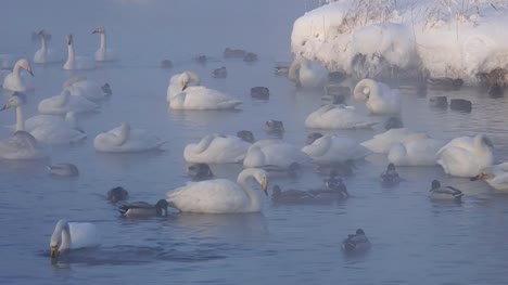 Cisnes-en-Altai-lago-Svetloe-en-la-niebla-de-evaporación-en-el-tiempo-de-la-tarde-en-invierno