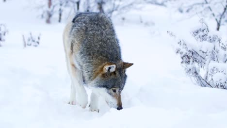 Large-beautiful-wolf-walking-closer-to-camera-in-snowy-winter-landscape