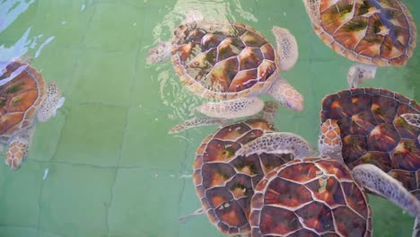Turtunus-Meeresschildkröte