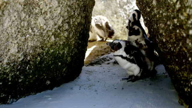 Aves-jóvenes-de-pingüino-en-la-playa-4k
