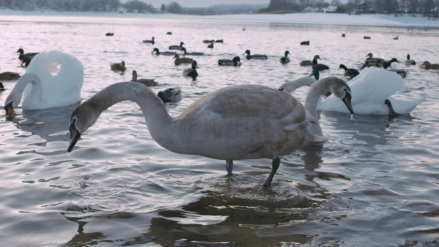 Swan-and-Ducks-drinking-at-the-lake---Slowmo-4K