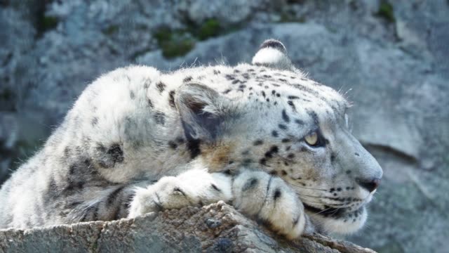 Snow-leopard