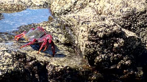 Crab,-Plagusia-depresse,-Klippenkrabbe,-Krabbe,-cliff,-rock,-animal-behavior,-fuerteventura,-4K