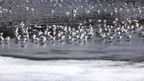 Pack-of-sea-seagulls-Larus-marinus-on-lake-ice-in-the-early-spring
