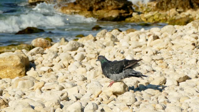 Pigeon-on-the-sea-beach