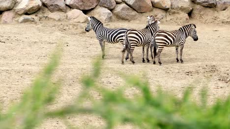 Zebra-Familie-gehen-in-der-Savanne
