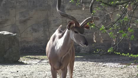 Schöne-Antilope-mit-großen-Hörnern