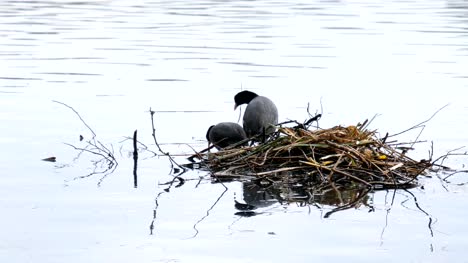 Springtime.-Coots-water-birds-mating