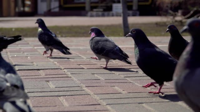 Städtische-Tauben-auf-der-Straße