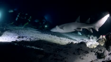 Nurse-sharks-swiming-at-night