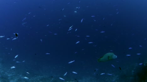 Pez-Napoleón-en-Coral-reef,-Maldives