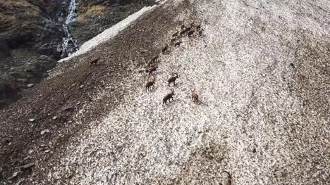 Group-of-alpine-ibex-on-snowfield-in-spring-season-which-camouflage-itself-with-the-dirty-snow-of-debris.-Italy,-Orobie-Alps