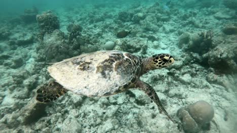 Flache-Lagune-Wasser-mit-Meeresschildkröten-Schwimmen-in-der-Nähe-von-Coral-Reef